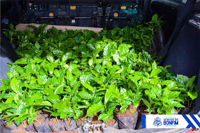 Produtores rurais recebendo as mudas de café orgânico