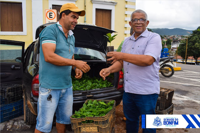 Distribuição de mudas de café orgânico