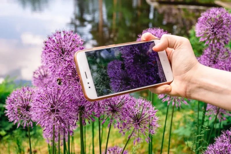 Información y medio ambiente: descárguese ya las aplicaciones para identificar plantas y manténgase al día de todas las curiosidades del mundo natural.